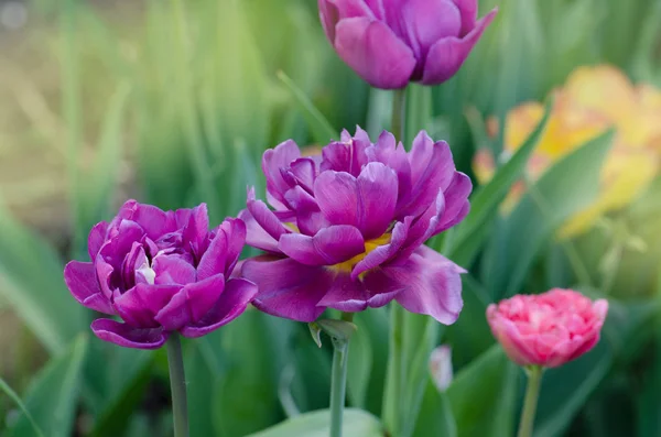 Tulipa de peônia roxa. Tulipa violeta roxa no jardim — Fotografia de Stock