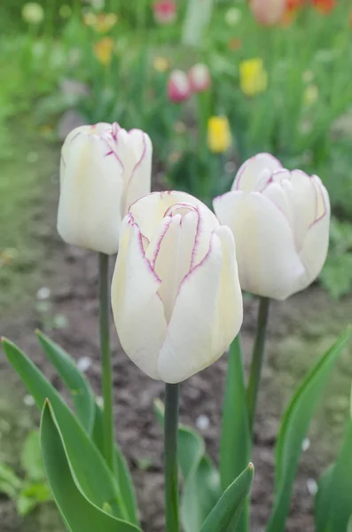 Triumph tulip Calgary — Stock Image Triumph tulip Calgary Royalty Free Stock Photos