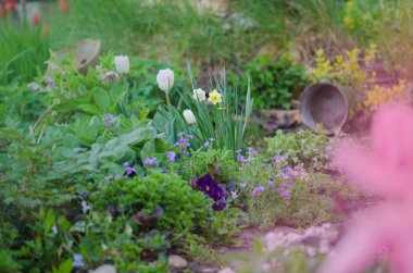 Renkli Bahçe bahar. Bahar güzel Bahçe 
