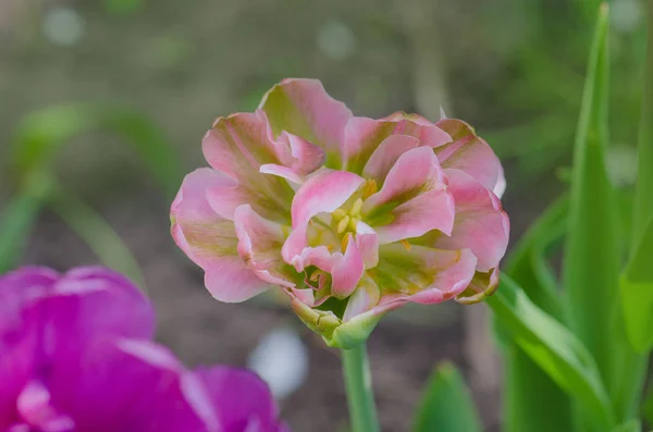 Tulipa dupla rosa e verde — Fotografia de Stock