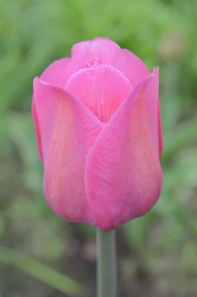 Розовый тюльпан в саду. Розовые тюльпаны — стоковое фото