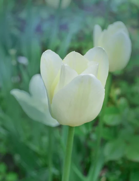 Тріумф tulip Калгарі — стокове фото