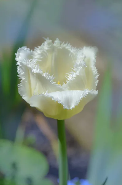 White fringed tulips blooming — Stock Photo, Image