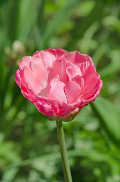 Linda dupla suave rosa tulipa Drumline — Fotografia de Stock