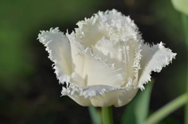 Tulipán blanco con flecos Luna de miel — Foto de Stock