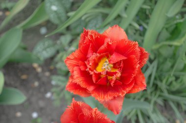 Terry kırmızı lale Maroon saçaklı