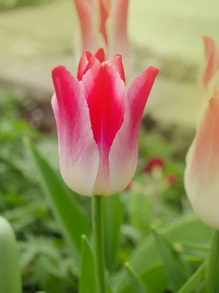 Tulipes roses en forme de lis Rêve bruyant fleurissant dans le jardin — Photo