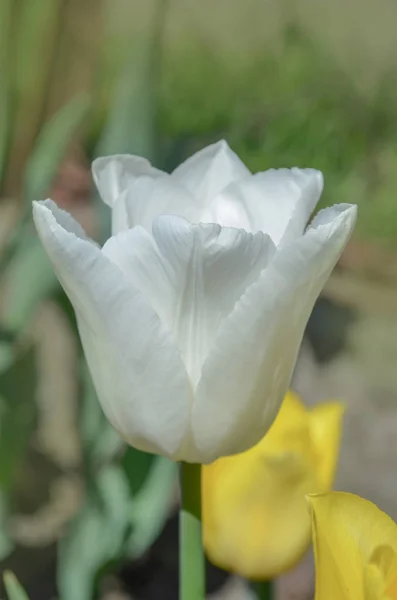 Amazing white tulips blooming — Stock Photo, Image