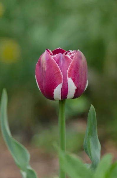 Белый цветок тюльпана с розовыми полосками — стоковое фото