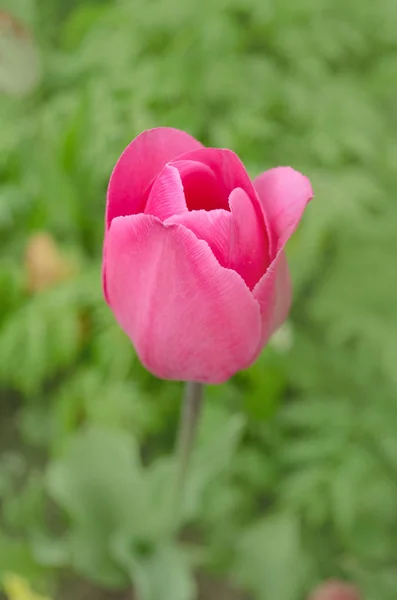 Розовый тюльпан в саду. Розовые тюльпаны — стоковое фото