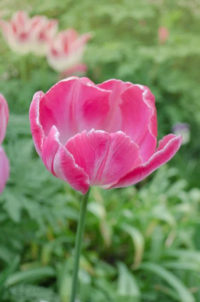 Pink parrot tulip closeup