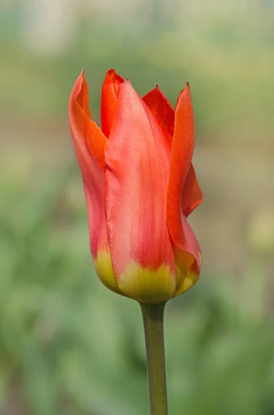 Hermoso tulipán con raya. Tulipán de flor Miramare — Foto de Stock