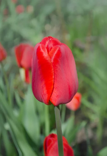 Красные тюльпаны на фоне сада — стоковое фото