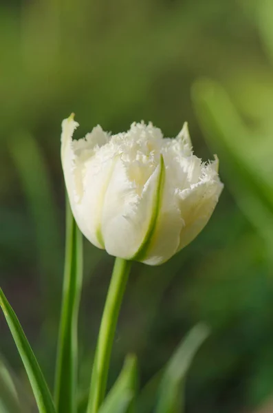 White fringed tulip — Stock Photo, Image