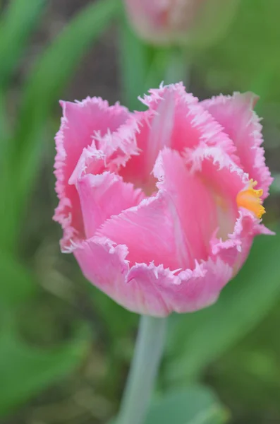 Ροζ tulip crispa νέα εμφάνιση — Φωτογραφία Αρχείου