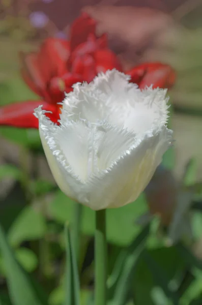 Wit omzoomde tulpen met groene bladeren closeup — Stockfoto