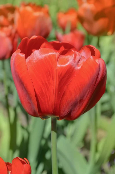 Rote frühlingsblühende Tulpe — Stockfoto