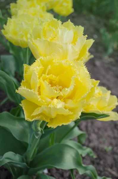 Tulipán Mon Amour. Tulipán amarillo con flecos dobles — Foto de Stock