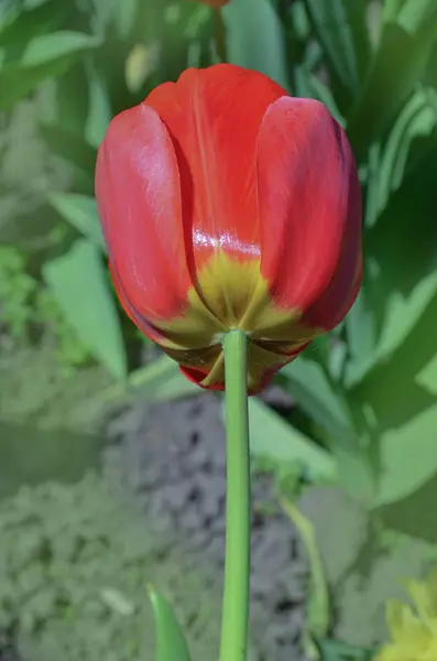 Tuplipa florescendo primavera vermelha — Fotografia de Stock