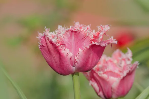 Tulipa terry rosa no canteiro de flores. Linda tulipa franzida terry — Fotografia de Stock