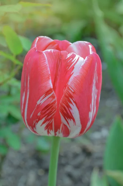 Tulipán blanco rojo de doble color — Foto de Stock