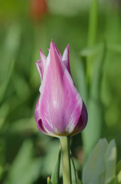 Fontainebleau der Tulpenart — Stockfoto