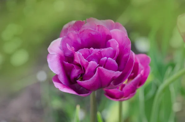 Tulipán violeta púrpura en el jardín — Foto de Stock