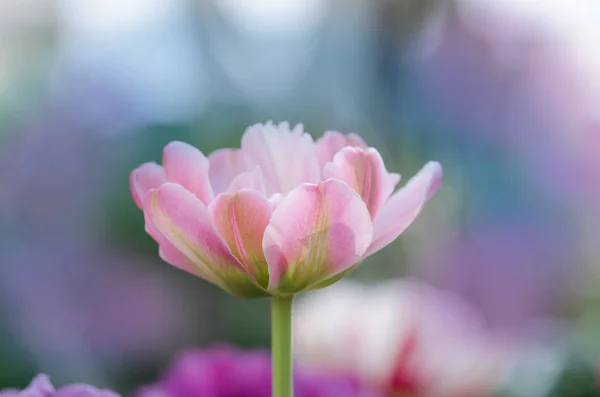 Rosa y verde tulipán doble — Foto de Stock