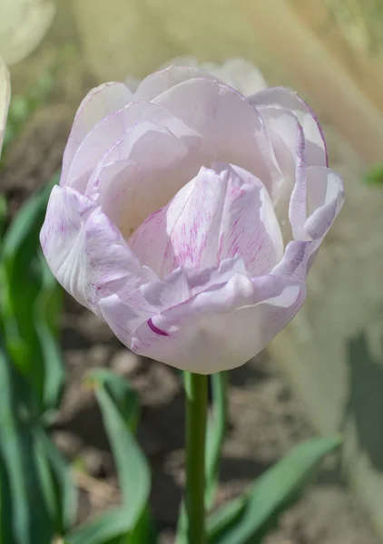 Triumph tulip Calgary — Stock Image Triumph tulip Calgary Stock Image