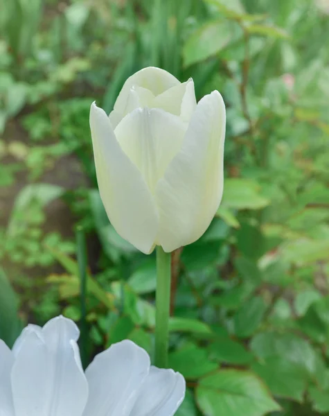 Triumph tulip Calgary — Stock Image Triumph tulip Calgary Stock Photo