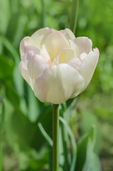 Triumph tulip Calgary — Stock Image Triumph tulip Calgary Stock Image