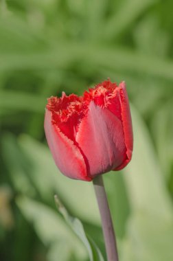 Terry kırmızı lale Barbados saçaklı