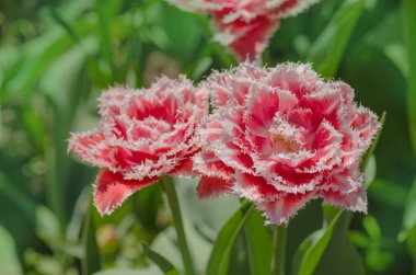 Pembe terry Lale flowerbed üzerinde. Güzel terry saçaklı Lale
