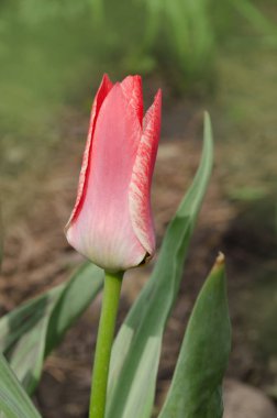 Güzel Lale şerit ile. Aladdins çiçek Lale