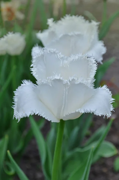 Cambridge çiçek açan laleler beyaz saçaklı — Stok fotoğraf
