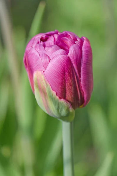 Tulipa de peônia roxa. Tulipa violeta roxa no jardim — Fotografia de Stock