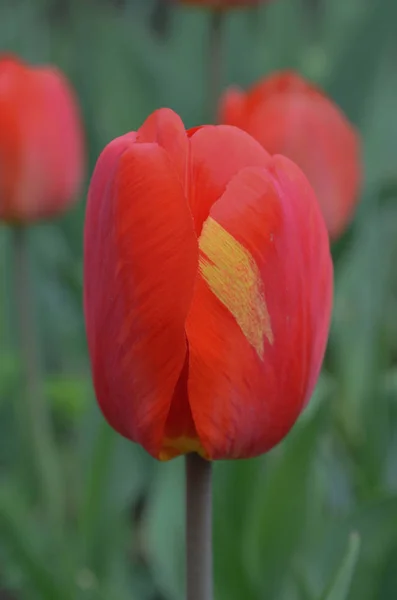 Roter Frühling blühende Tulpe barcelona Feld — Stockfoto