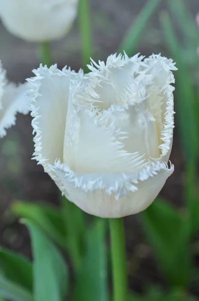 Beyaz çiçek açan laleler saçaklı — Stok fotoğraf