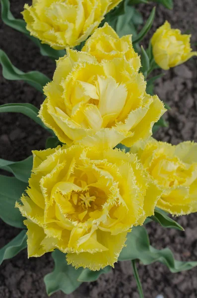 Terry yellow tulips Mon Amour — Stock Photo, Image