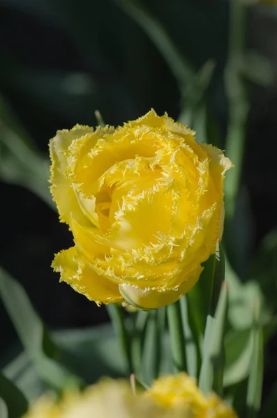 Tulipán amarillo con flecos dobles — Foto de Stock