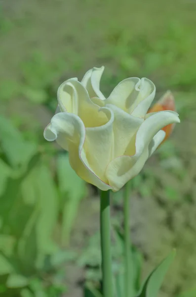 Crown shaped White Liberstar tulip