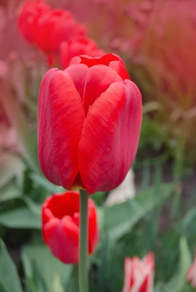 Red tulips in spring landscape. Red tulips background.