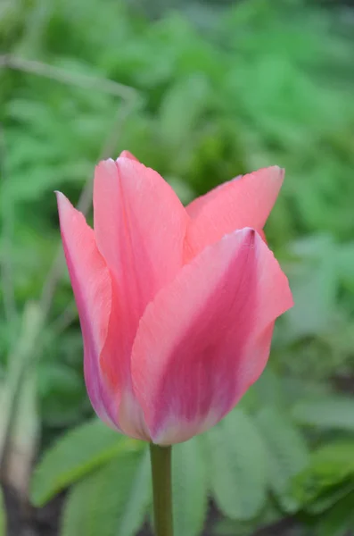 Розовый тюльпан в саду. Цветущие цветы весны — стоковое фото