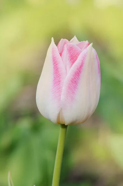 Tulipa rosa e branca — Fotografia de Stock