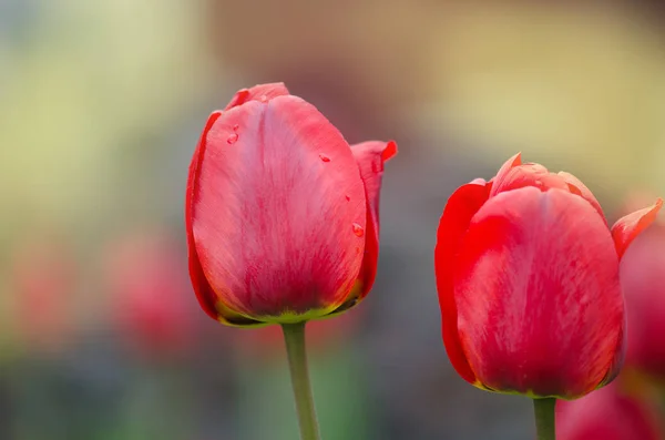 Tulipanes rojos en el paisaje de primavera. Fondo rojo tulipanes . — Foto de Stock