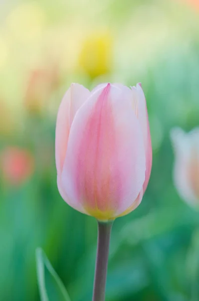 Rosa und weiße Tulpe — Stockfoto