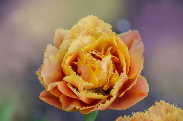 Orange double petal tulip Sensual Touch