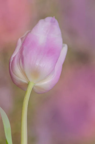 Beautiful colorful tulips Pink Diamond. Tulip growing in garden