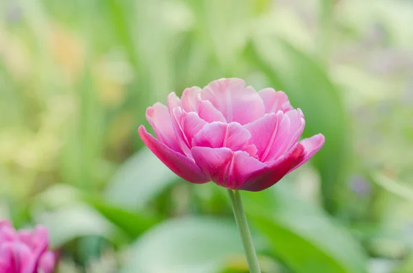 Hermoso doble suave tulipán rosa Doble Shirley — Foto de Stock