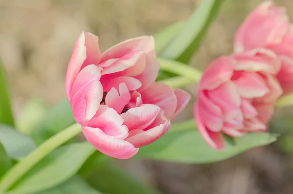 Tulipán bicolor rojo y blanco Wirosa — Foto de Stock